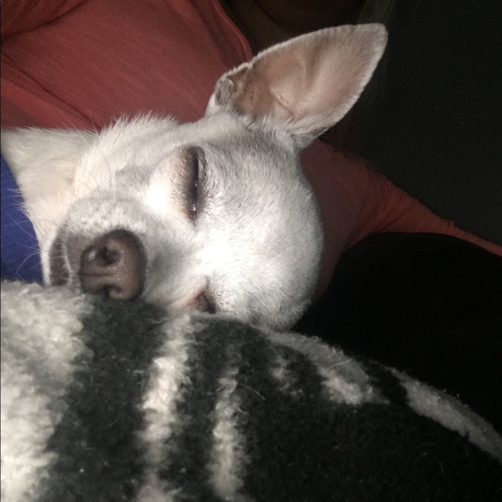 Meet your Posher, Annie